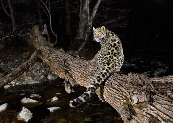 Кедровая Падь (Kedrovaya Pad) – старейший заповедник России – фотографии России