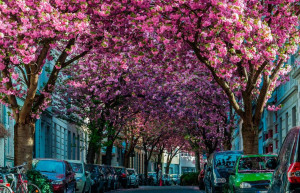 Теперь каждый имеет шанс насладиться густыми ветками лепестков розовой сакуры на Херштрассе в Бонне – фотографии Германии
