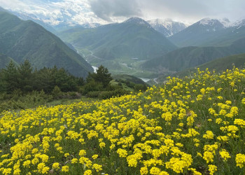 Поляна желтых цветов в районе Зарамагского водохранилища – фотографии России