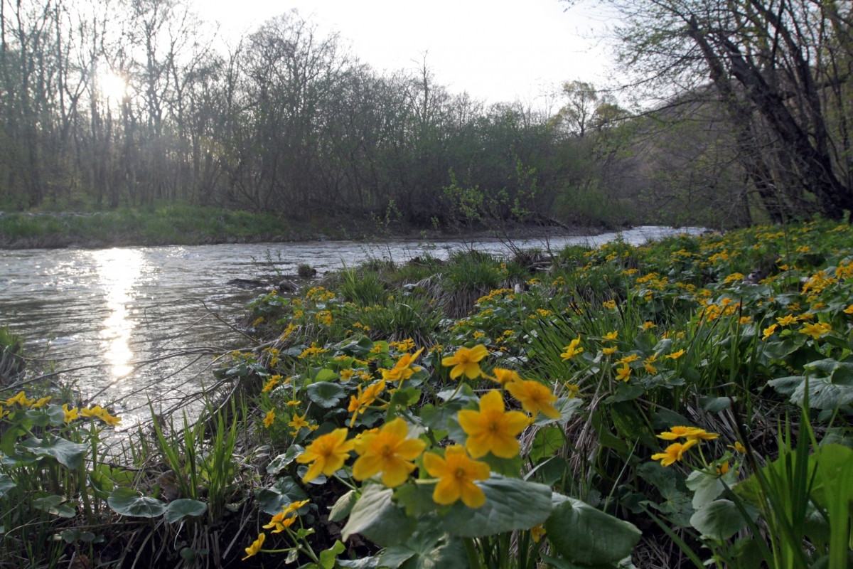 Через заповедник Кедровая Падь (Kedrovaya Pad) на Дальнем Востоке несёт свои воды река Кедровая – фотографии России