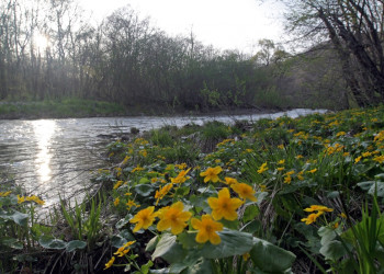Через заповедник Кедровая Падь (Kedrovaya Pad) на Дальнем Востоке несёт свои воды река Кедровая – фотографии России