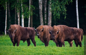 В парке Беловежская пуща обитают многие редкие виды животных – фотографии Беларуси