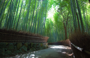 Бамбуковая роща Арасияма бесплатна для посетителей – фотографии Японии