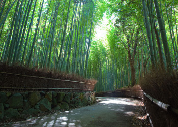 Бамбуковая роща Арасияма бесплатна для посетителей – фотографии Японии