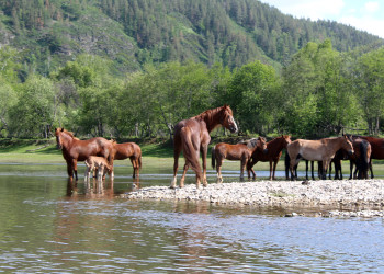 р.Белая – фотографии