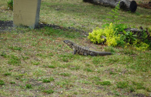 Варан. Эль Палмар. Аргентина – фотографии Аргентины