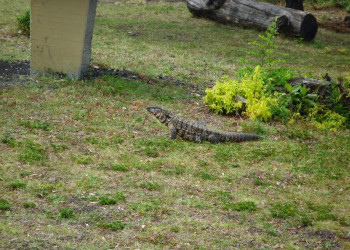 Варан. Эль Палмар. Аргентина – фотографии Аргентины