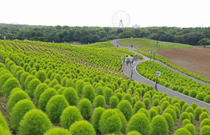 Сады парка Хитачи, Хитатинака, Япония – фотографии Японии
