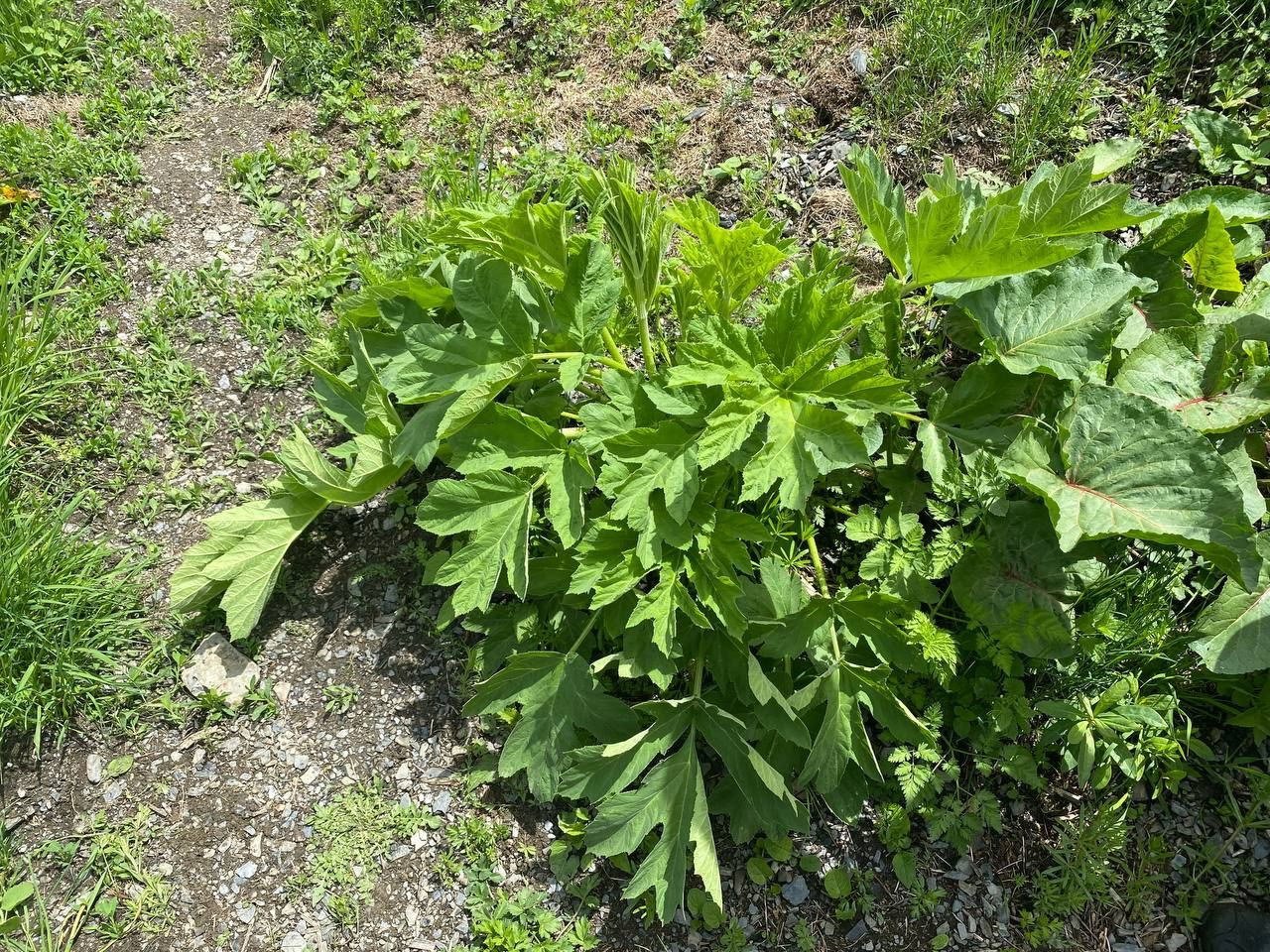 Борщевик в ущелье Цмиаком – фотографии России