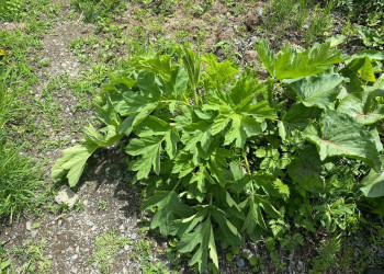 Борщевик в ущелье Цмиаком – фотографии России