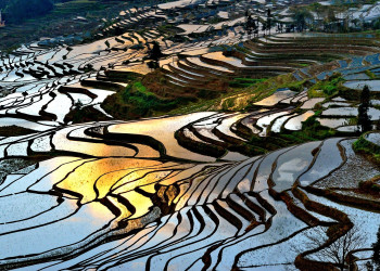 Зрелищные рисовые террасы Хунхэ-Хани, Китай – фотографии Китая