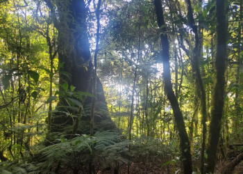 Национальный парк Ла-Тигра (Parque Nacional La Tigra), Гондурас – фотографии Гондураса
