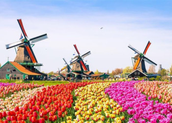 Туристы каждый год ждут весны, чтобы попасть на знаменитый парад цветов в Парке Кёкенхоф Нидерландов – фотографии Нидерландов