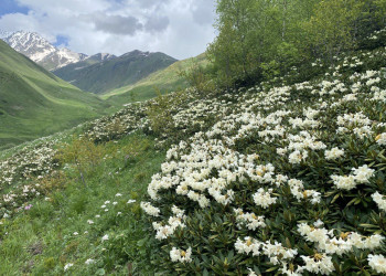 Цветение рододендронов в ущелье Цмиаком, июнь 22 – фотографии России