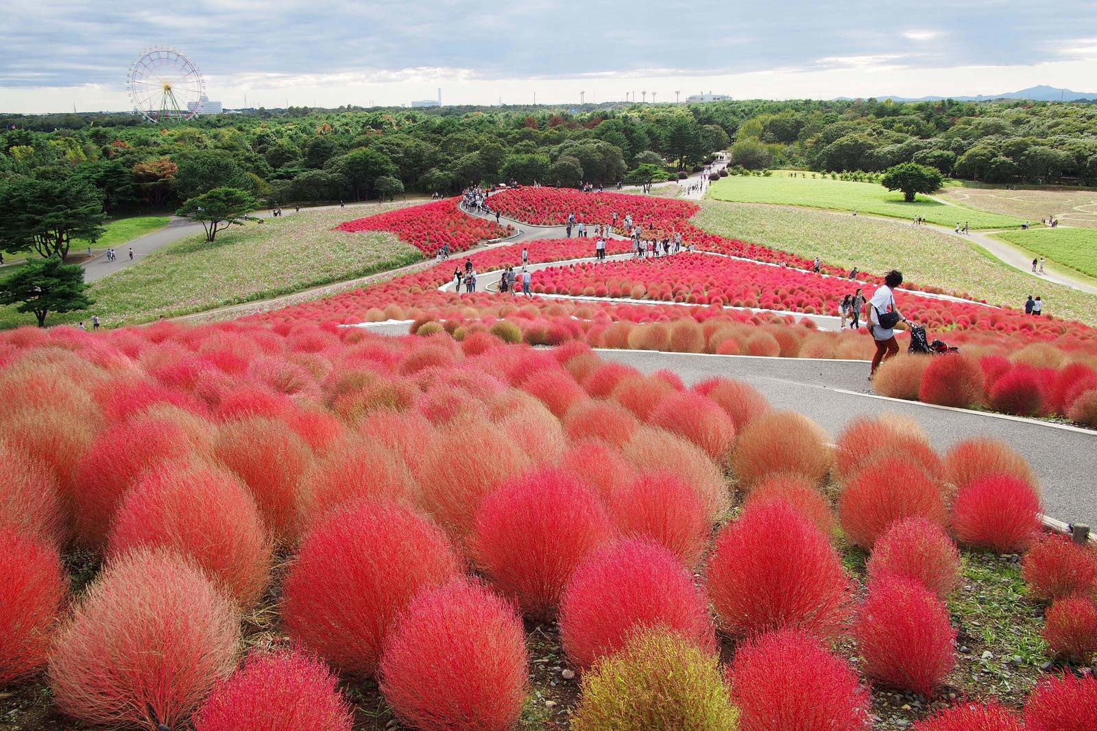 Красивые цветы в национальном парке Хитачи в Хитатинака, Япония – фотографии Японии