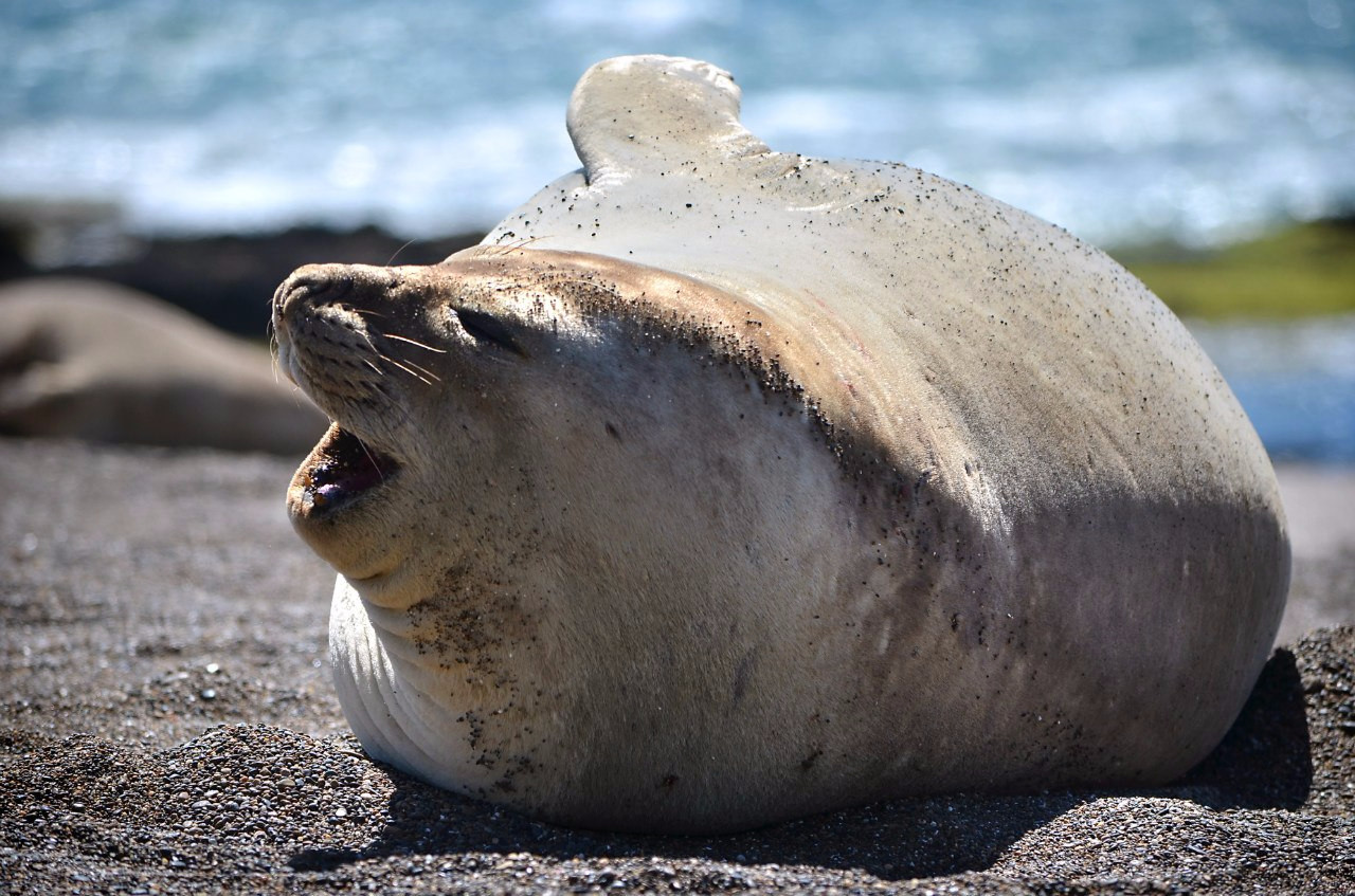 Морской котик. Полуостров Вальдес. Аргентина – фотографии Аргентины