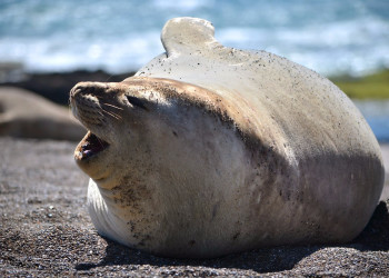Морской котик. Полуостров Вальдес. Аргентина – фотографии Аргентины