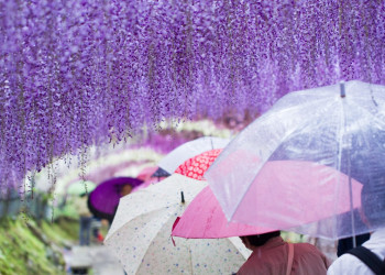 Красивый пейзаж Сада Кавачи Фудзи в Японии – фотографии Японии