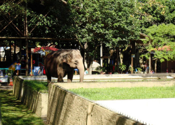 Зоопарк в Рио-де-Жанейро (Zoo) – фотографии Бразилии