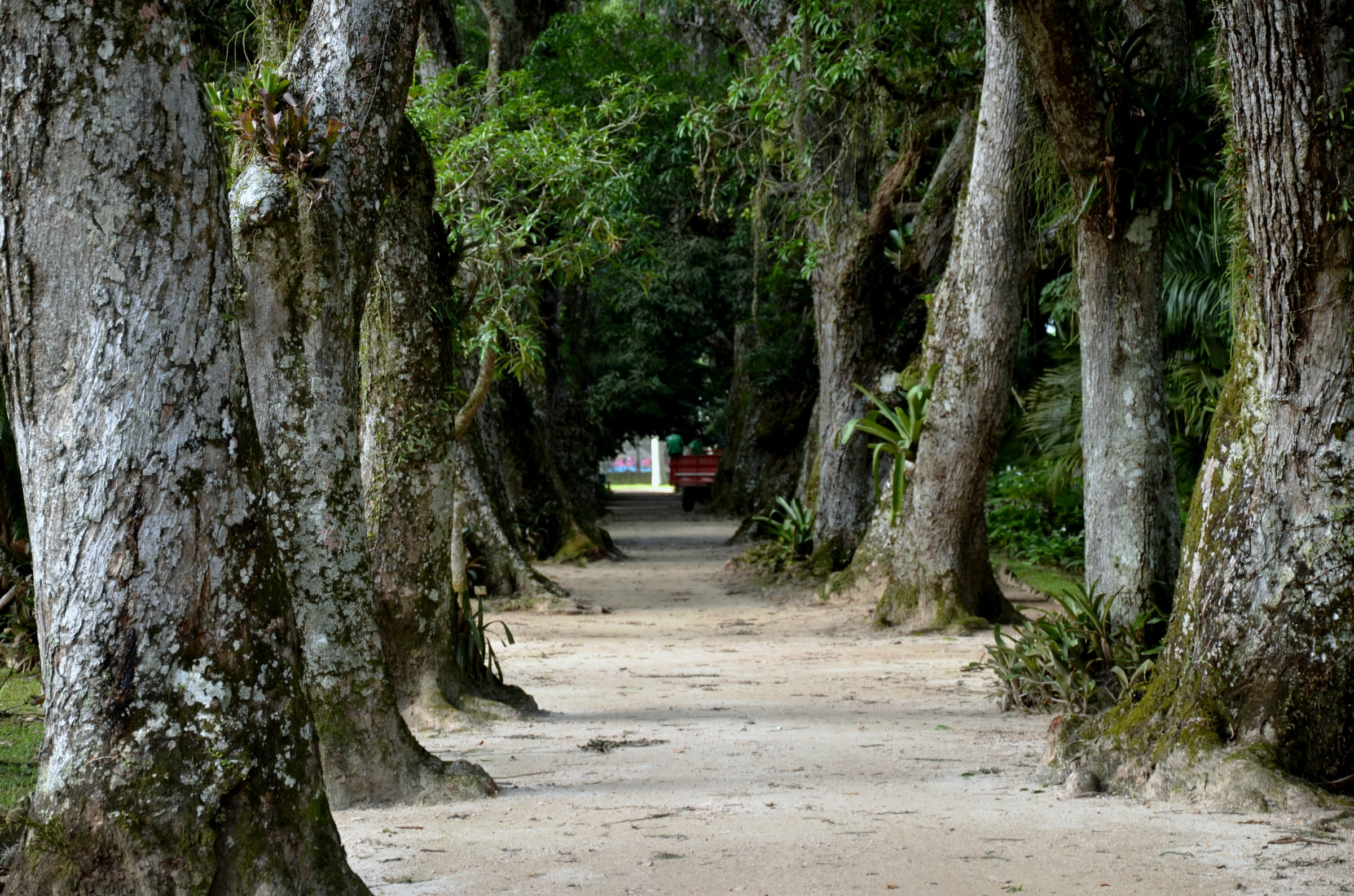 Ботанический сад Рио – фотографии Бразилии