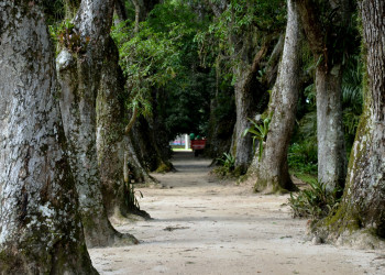 Ботанический сад Рио – фотографии Бразилии