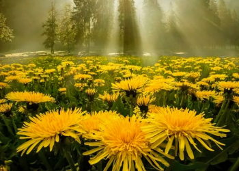 Эфемерность – фотографии России