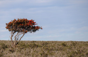 Одинокое дерево в поле. Рио Гранде. Аргентина. – фотографии Аргентины