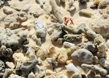 Сайпан остров, Северные Марианские острова, фото № 73187 – фотографии Северных Марианских островов