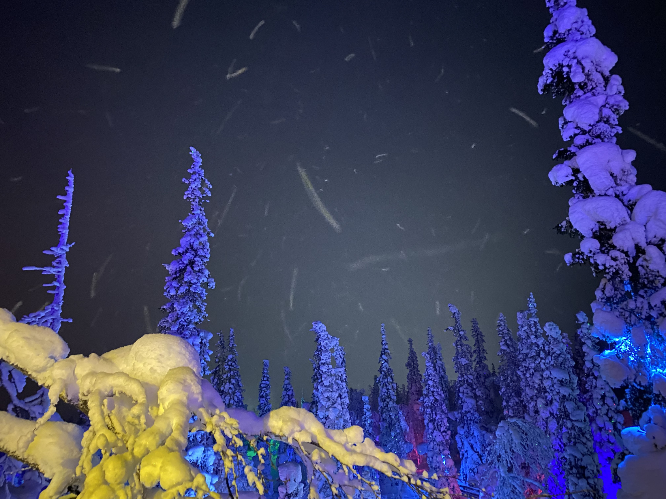 Таинственный лес в Кировске – фотографии России