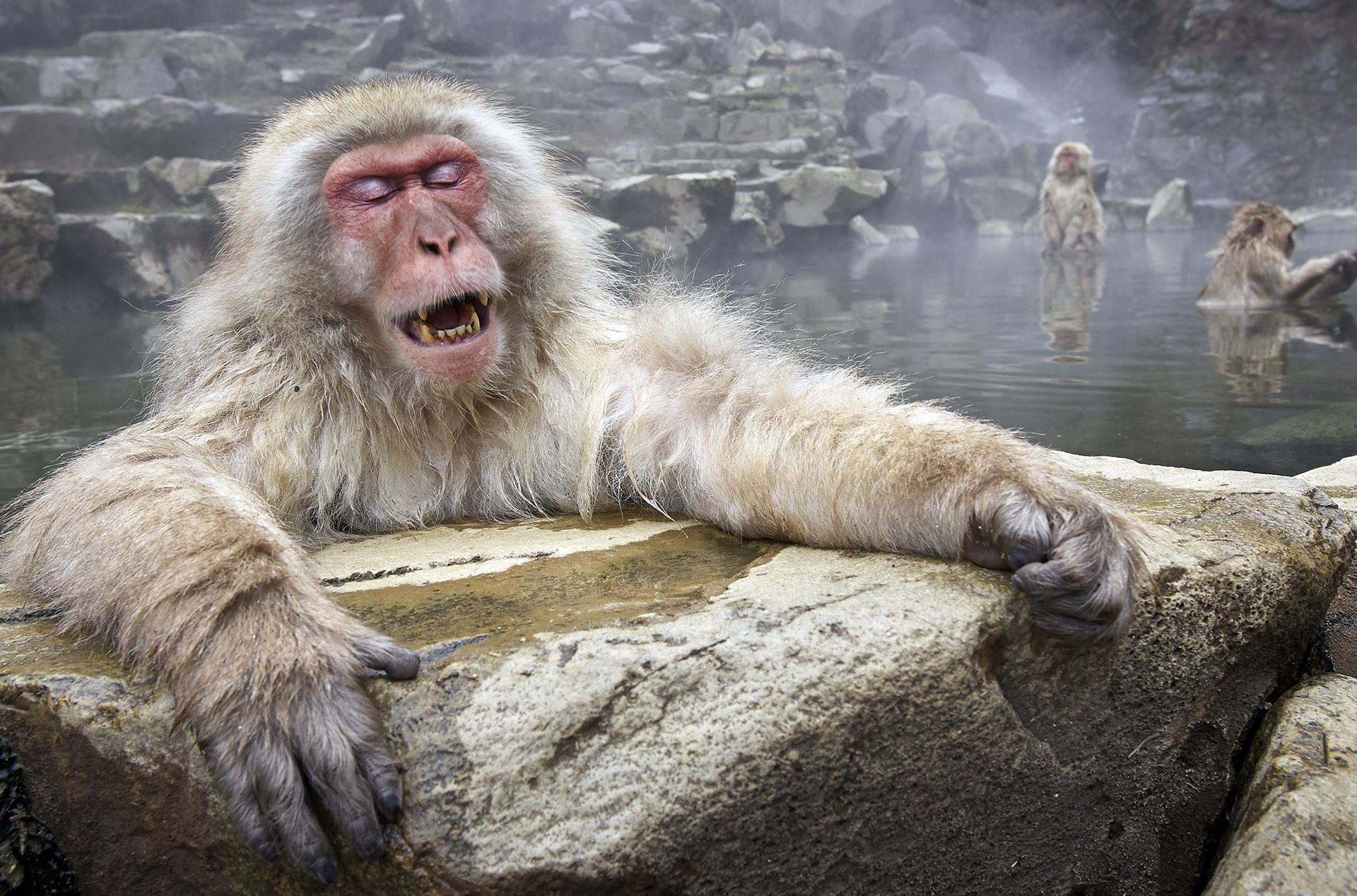 Долина Парка обезьян Джигокудани покрыта неровными утёсами с подъёмом на высоту более 760 метров – фотографии Японии