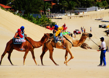 Верблюды на пляже Женипабу (Genipabu) – фотографии Бразилии