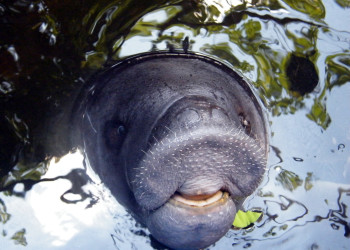 Центр спасения амазонских ламантинов в Икитосе – фотографии Перу
