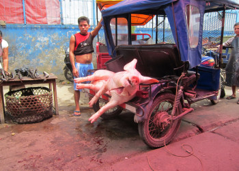 Хрюшка – фотографии Перу