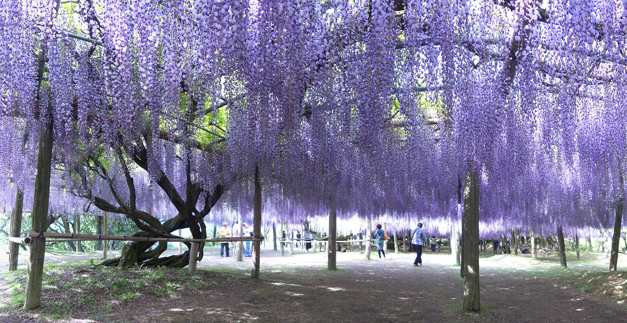 Красивый пейзаж Сада Кавачи Фудзи, Япония – фотографии Японии