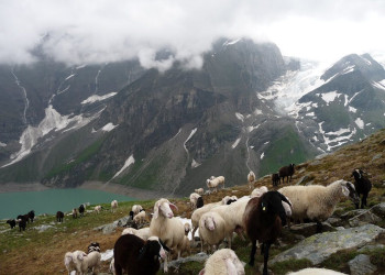 Стадо. Национальный парк Высокий Тауэрн. Австрия – фотографии Австрии