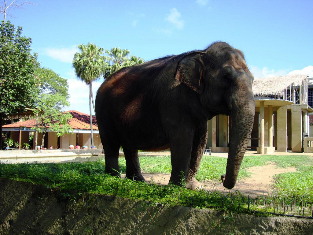 Зоопарк в Рио-де-Жанейро (Zoo) – фотографии Бразилии