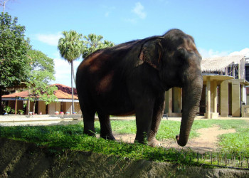 Зоопарк в Рио-де-Жанейро (Zoo) – фотографии Бразилии