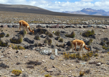 Каньона Колка в южном Перу – фотографии Перу
