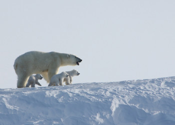 Труднодоступный заповедник остров Врангеля (Wrangel Island) на Чукотке, Россия – фотографии России