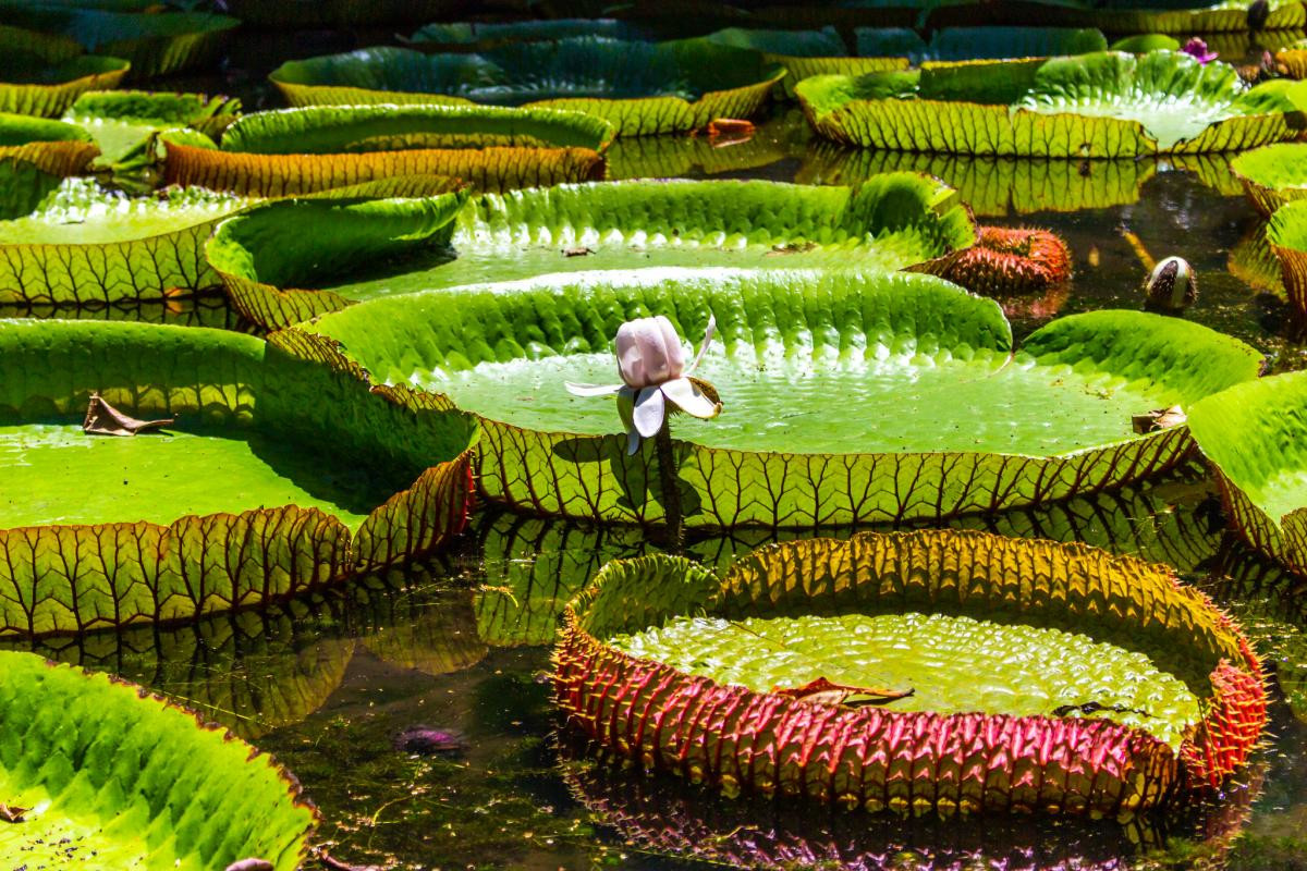 Гигантские лилии. Остров Маврикий – фотографии Маврикия