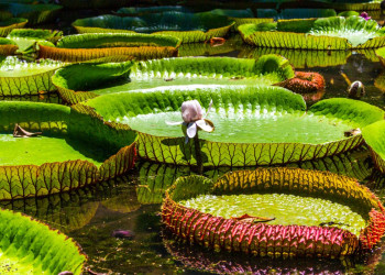 Гигантские лилии. Остров Маврикий – фотографии Маврикия