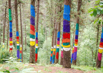 Художник Агустин Ибаррола в лесу Страны Басков сделал сосны Монтеррея собственным холстом – фотографии Испании