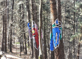 Художник Агустин Ибаррола начал рисовать на деревьях Живого леса Ома в Испании в 1982 году – фотографии Испании