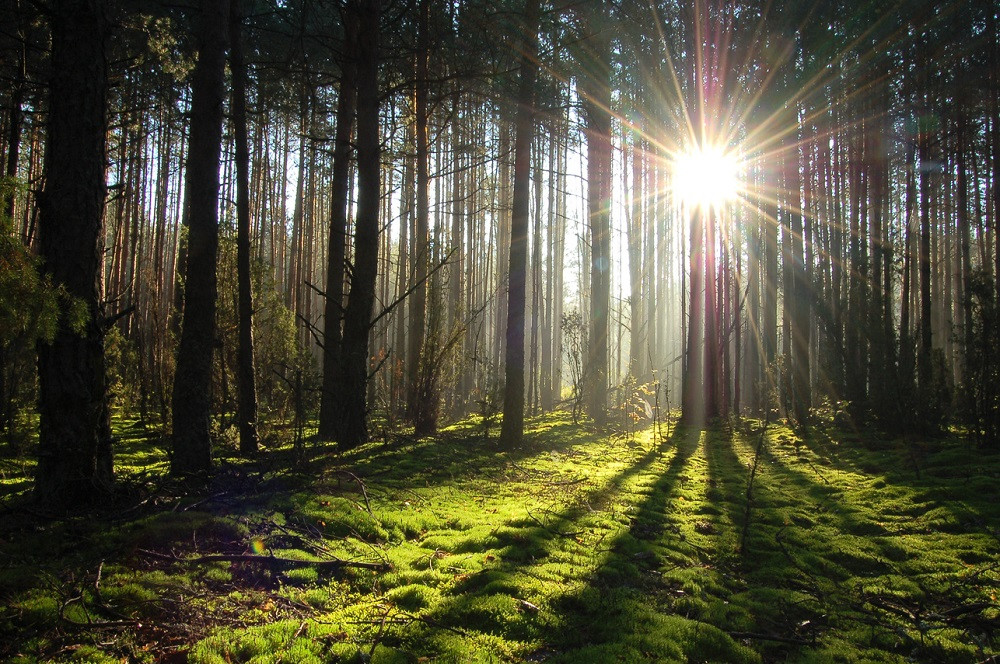 Огромная территория парка Беловежская пуща – фотографии Беларуси