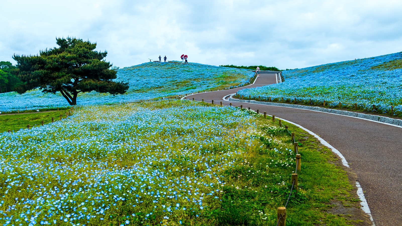 Ухоженные сады парка Хитачи (Hitachi Seaside Park) в Хитатинака, Япония – фотографии Японии