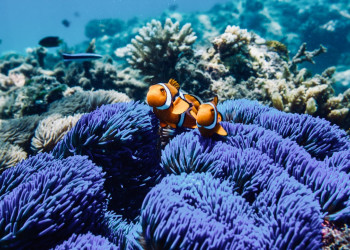 Большой Барьерный риф состоит из 3000 отдельных рифовых систем – фотографии Австралии