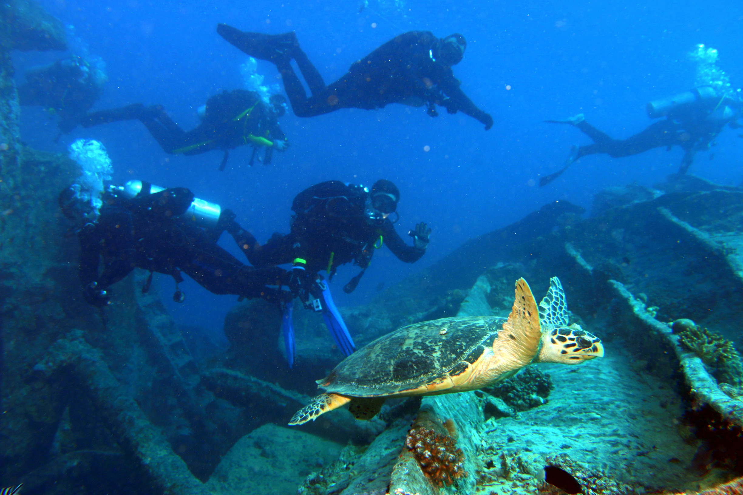 Dive – фотографии
