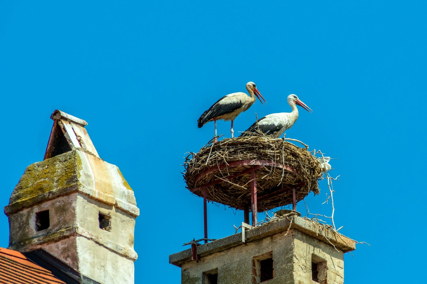 Аисты. Руст. Австрия. – фотографии Австрии
