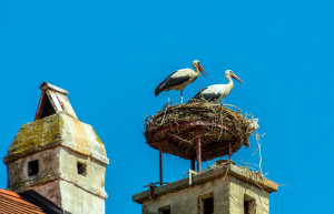 Аисты. Руст. Австрия. – фотографии Австрии