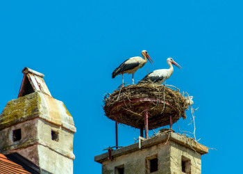 Аисты. Руст. Австрия. – фотографии Австрии